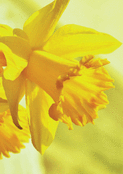Fleurs jaune &eacute;clatantes pour l'&eacute;t&eacute;
